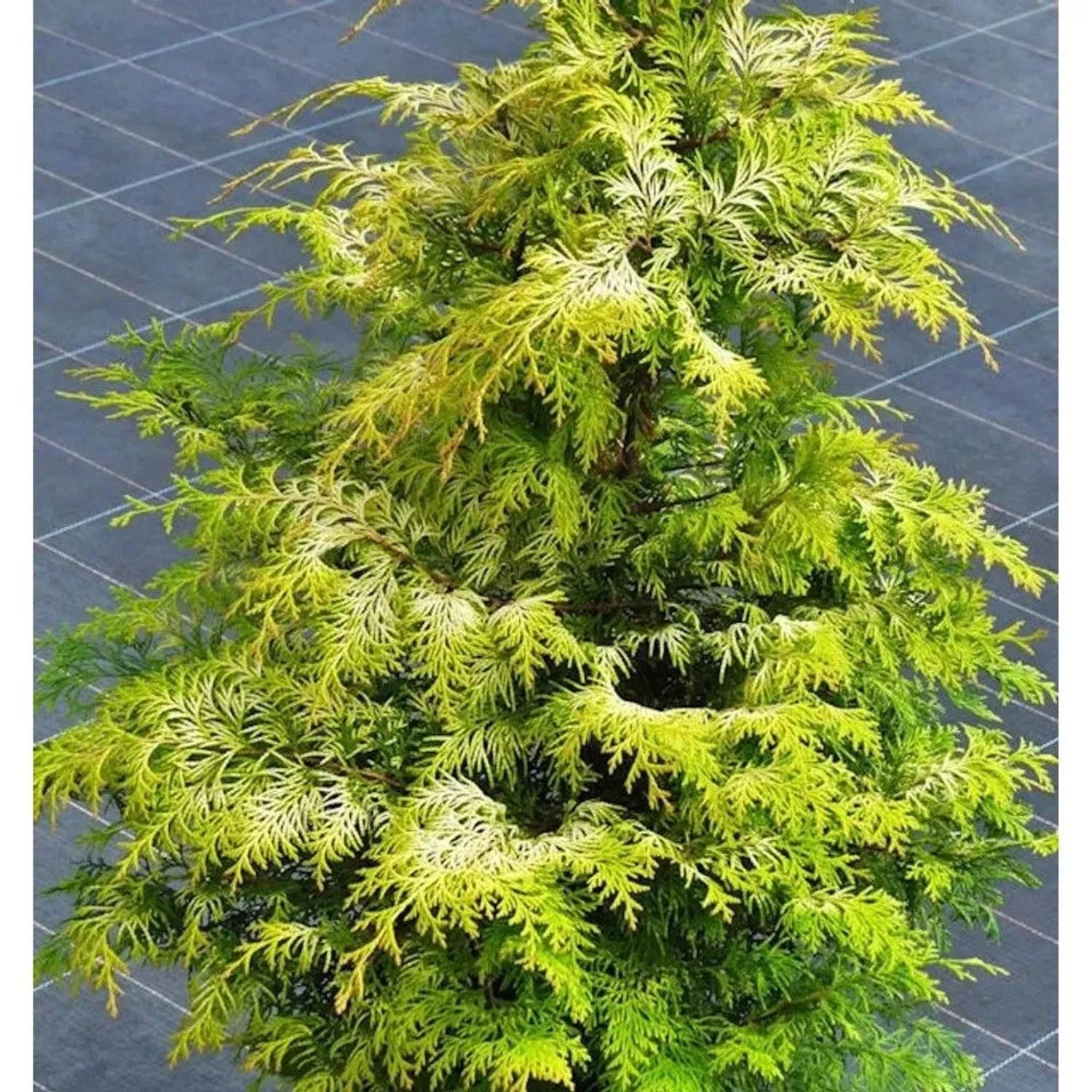 Zypresse Sunny Kiss 125-150cm - Chamaecyparis,awsoniana