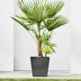 Dunkelgrauer Ecopots Pflanztopf Rotterdam mit Rollen und Palme, 50x50cm.