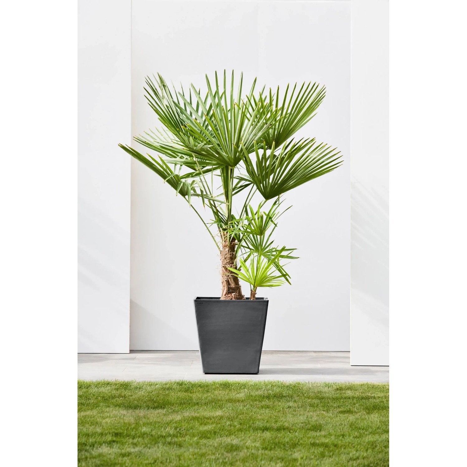 Dunkelgrauer Ecopots Pflanztopf Rotterdam mit Rollen und Palme, 50x50cm.