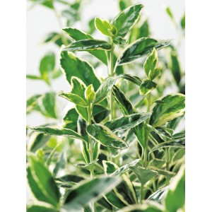 Japanischer Spindelstrauch Bravo mit grün-weiß panaschierten Blättern.