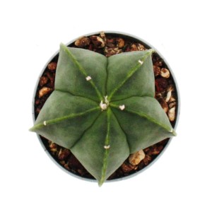Exotenherz Astrophytum Myriostigma Nudum, die Nackte Bischofsmütze im Topf, von oben.