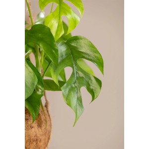 Philodendron 'minima' als Pyramide im Topf, grüne Zimmerpflanze mit geschlitzten Blättern.