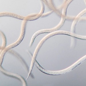 Nahaufnahme: Nematoden (Fadenwürmer) zur biologischen Schädlingsbekämpfung.