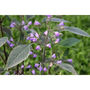 Dennerle Aquariumpflanze Hygrophila Corymbosa mit lila Blüten und grünen Blättern.