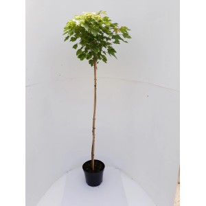 Kugelahorn Hochstamm im Topf, grüne Blätter, Stammhöhe 180 cm, Gesamthöhe 250 cm.