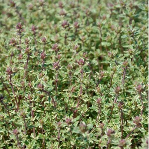 Nahaufnahme von Zitronen-Thymian (Thymus citriodorus) mit grün-weiß panaschierten Blättern und zarten Blüten.