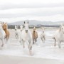 Komar Fototapete White Horses: Galoppierende Pferde am Strand, hochwertige Papiertapete.