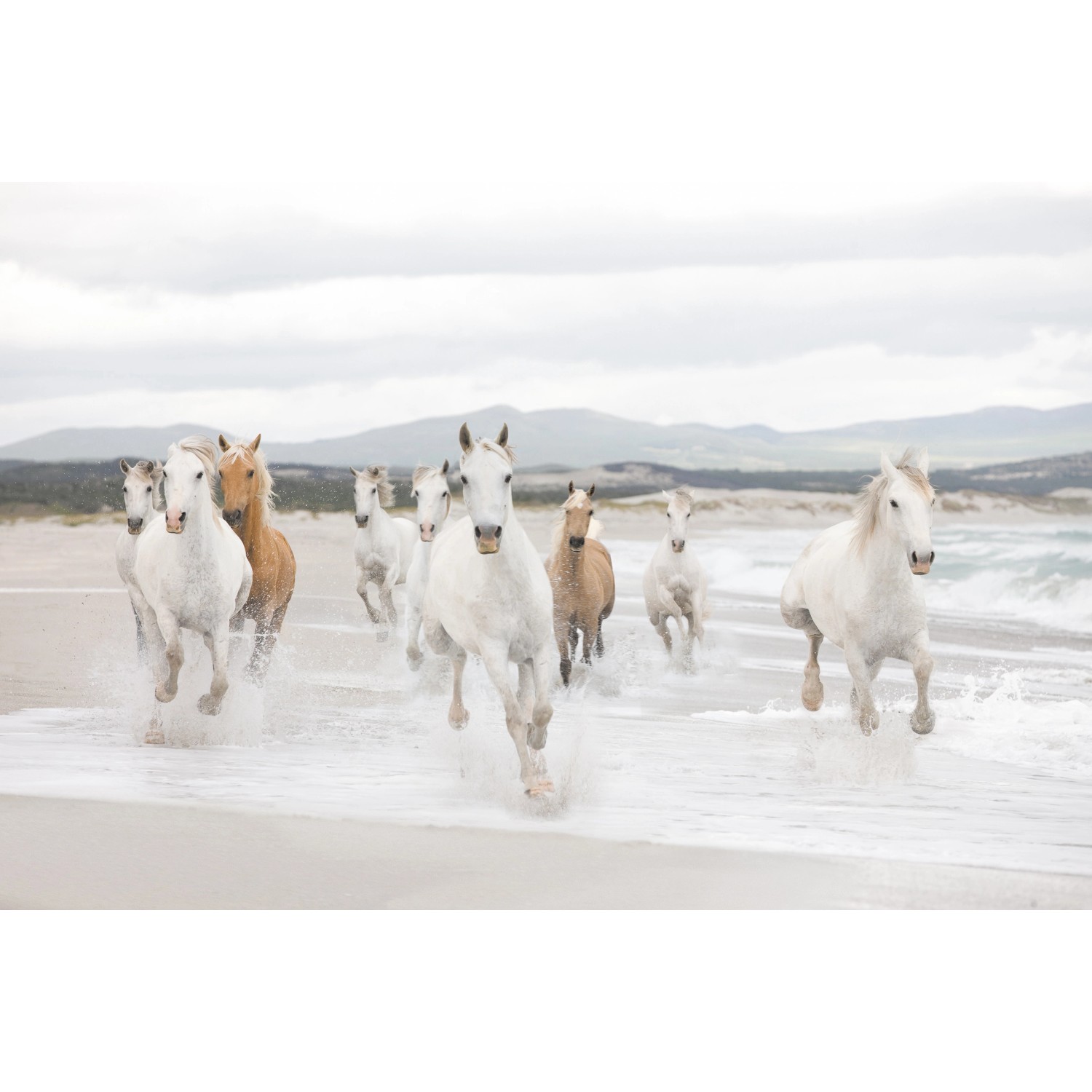 Komar Fototapete White Horses 368 cm x 254 cm FSC®