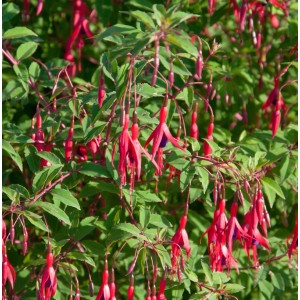 Fuchsie Gracilis (Fuchsia magellanica) mit roten Blüten und grünen Blättern.