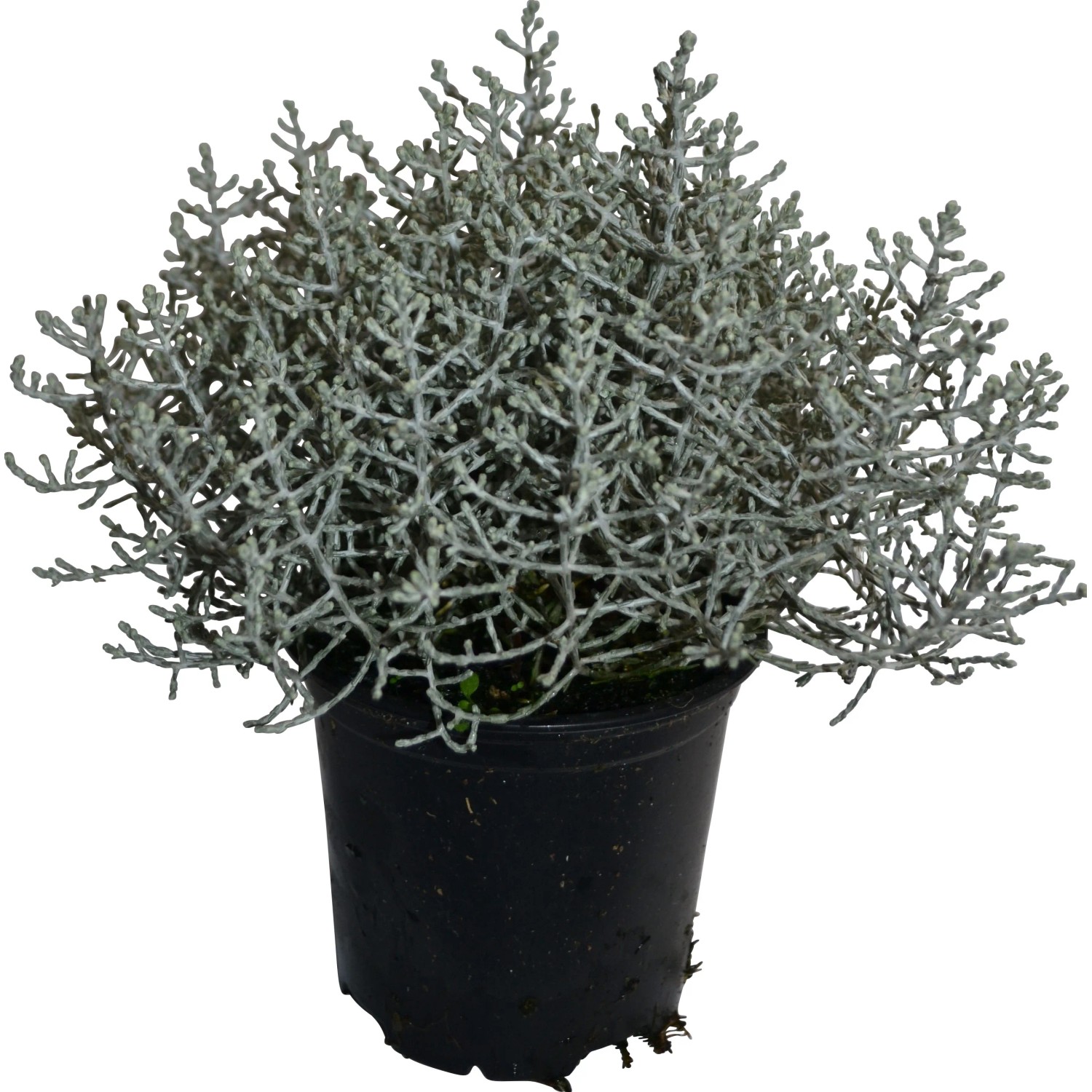Stacheldraht Pflanze Calocephalus Wei Topf 11 cm kaufen bei OBI