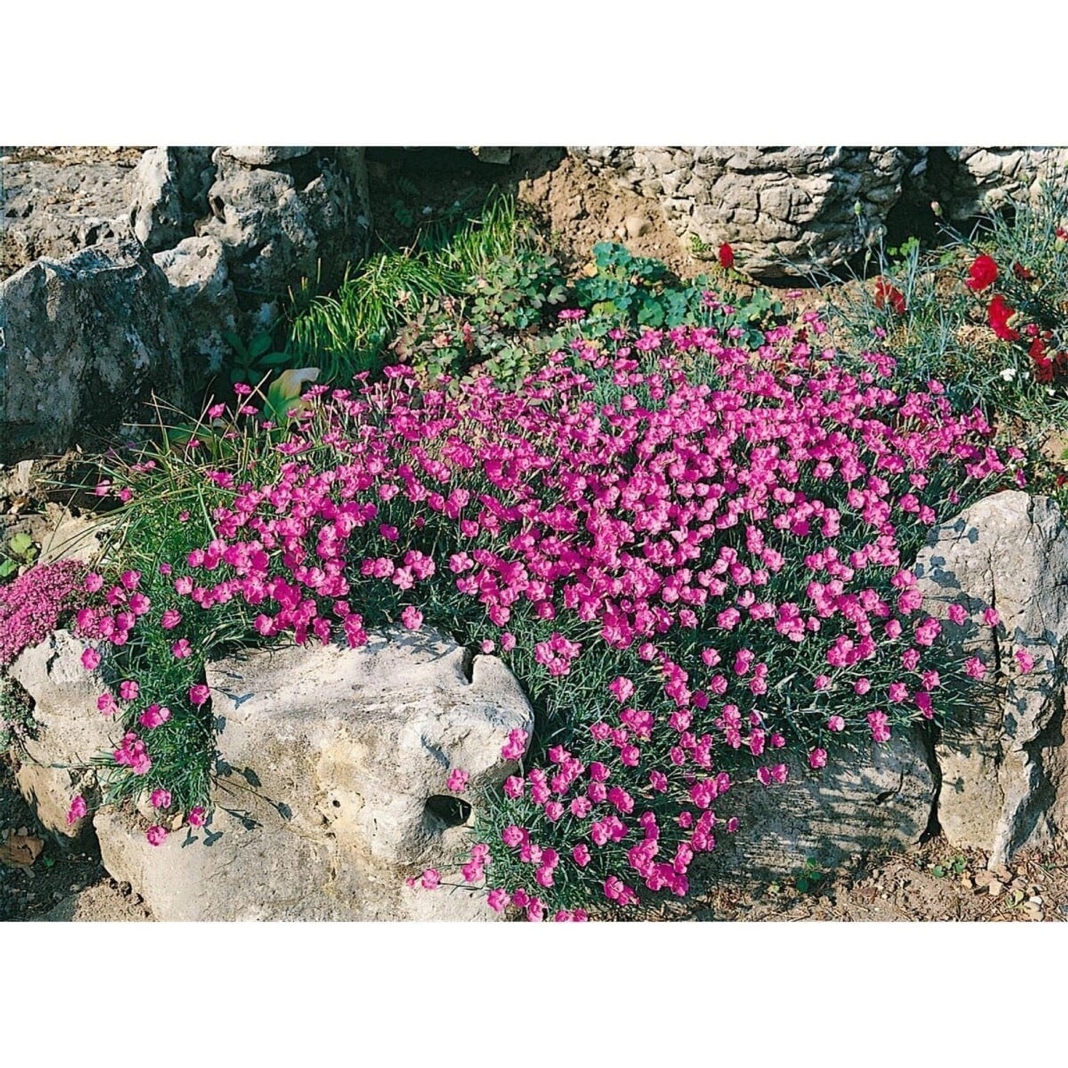 Dianthus Alpinus Alpen Nelke Ca. 9x9 cm Topf günstig online kaufen