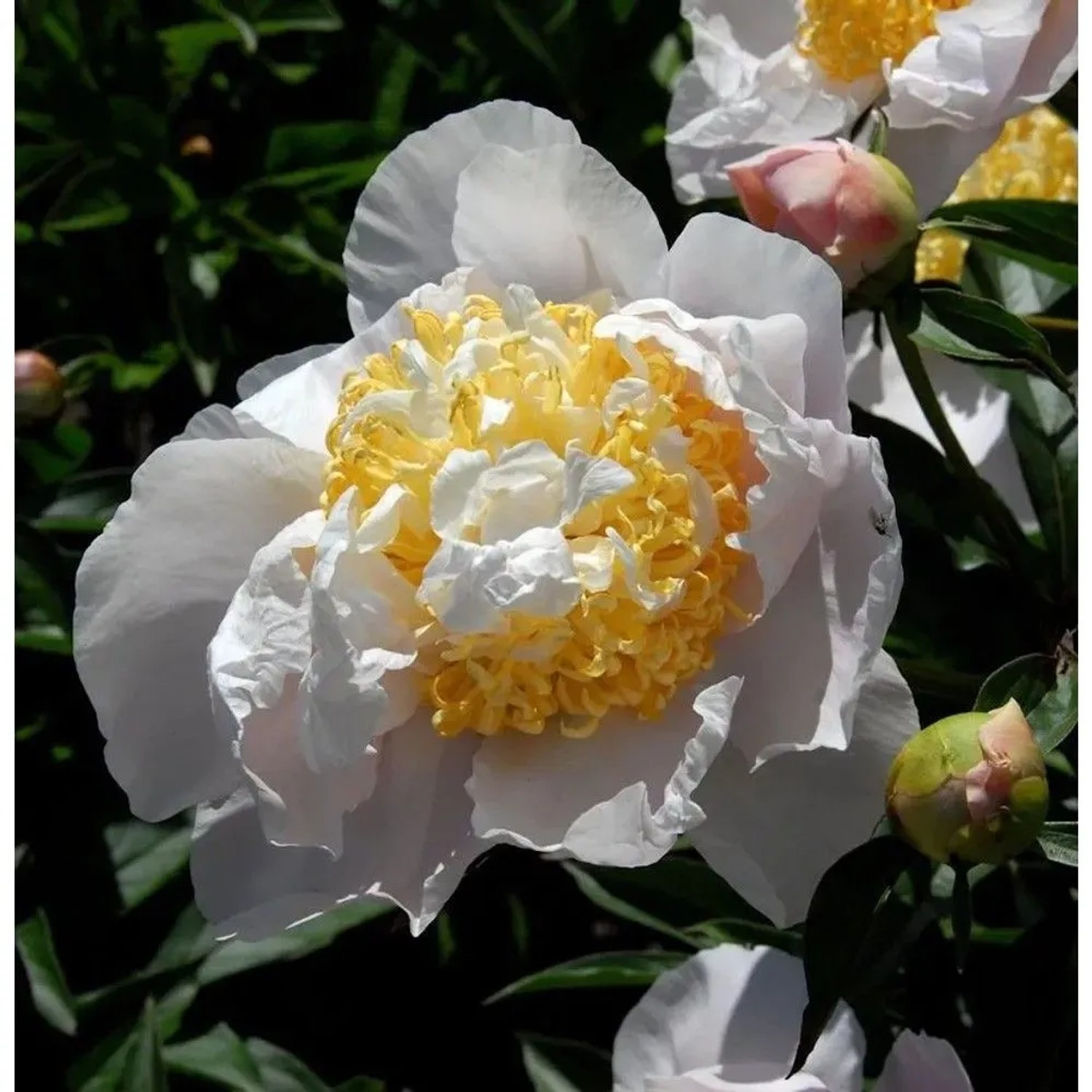 Edelpfingstrose Moon of Nippon - Paeonia,actiflora