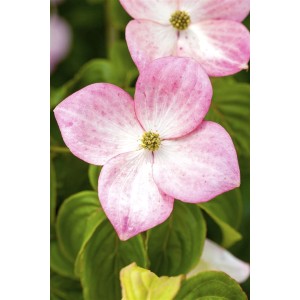Nahaufnahme: Rosa Blüte des Japanischen Blumen-Hartriegels Satomi mit grünen Blättern.