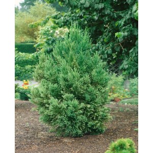 Grüne Japanische Sicheltanne (Cryptomeria japonica), 40–60 cm, im Gartenbeet.