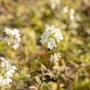 Nahaufnahme der weißen Blüten der Arabis Ferdinandii-Coburgii 'Old Gold' Gänsekresse.