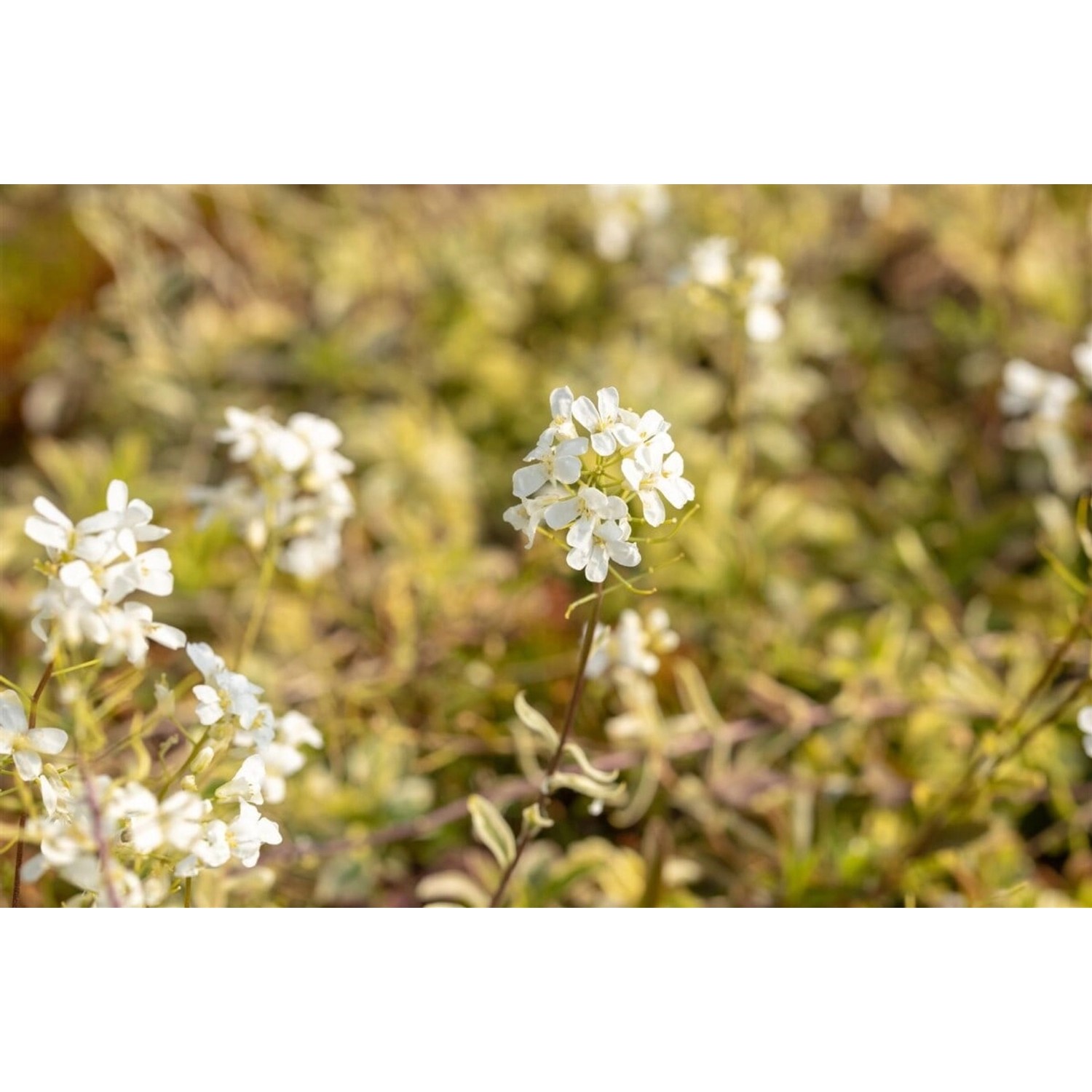 Arabis Ferdinandii-Coburgii Old Gold Gänsekresse Ca. 9x9 cm Topf günstig online kaufen