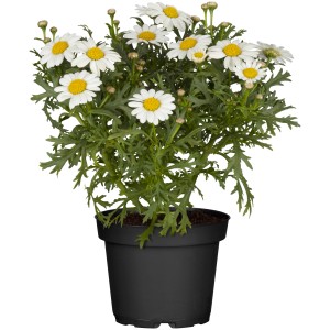 Strauchmargerite Weiß im Topf, ca. 11 cm Durchmesser. Fröhliche Frühjahrsbepflanzung mit weißen Blüten.