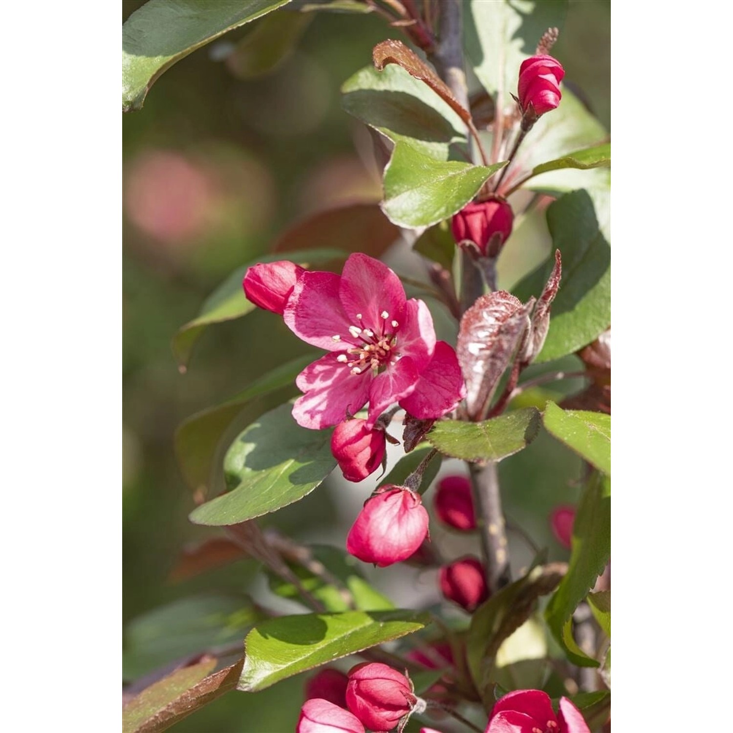 Malus Royalty Zierapfel Purpurrot 60–100 cm günstig online kaufen