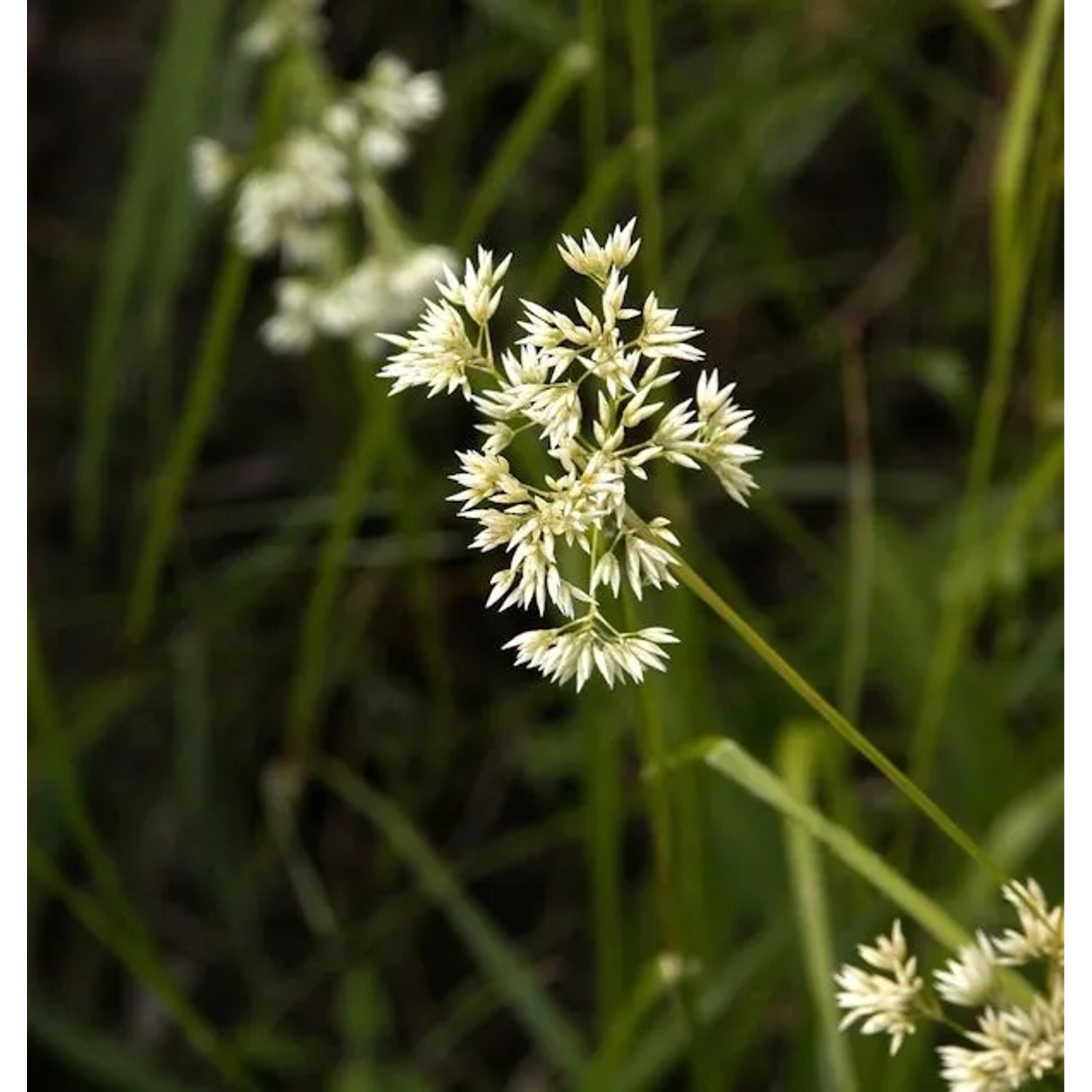 Schneemarbel - Luzula nivea