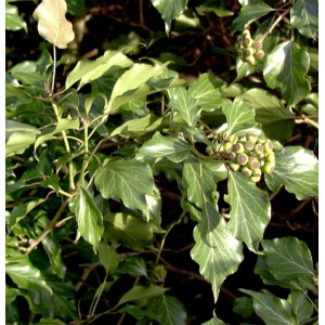 Strauch-Efeu Hedera helix Arborescens, immergrüner Strauch mit grünen Blättern und Blütenständen.