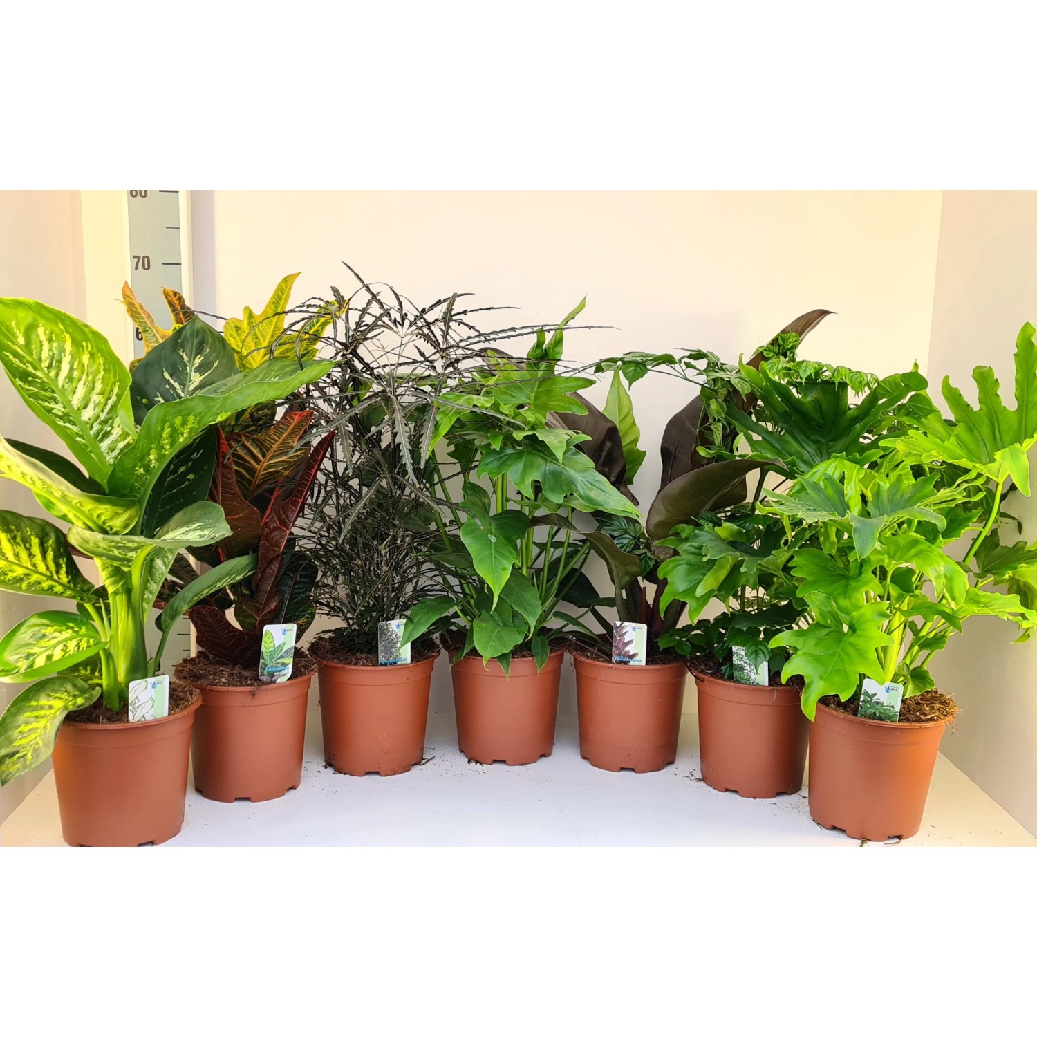 Grünpflanzen in Sorten Höhe ca. 50 - 70 cm Topf-Ø ca. 19 cm kaufen bei OBI