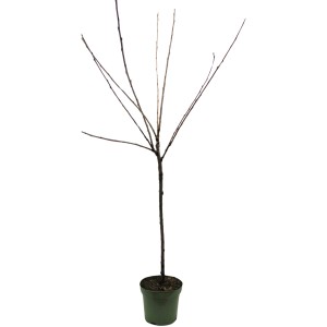 Bio Sauerkirsche Schattenmorelle im Topf, dunkelbraun-rote Äste. Ideal für Garten & Balkon.