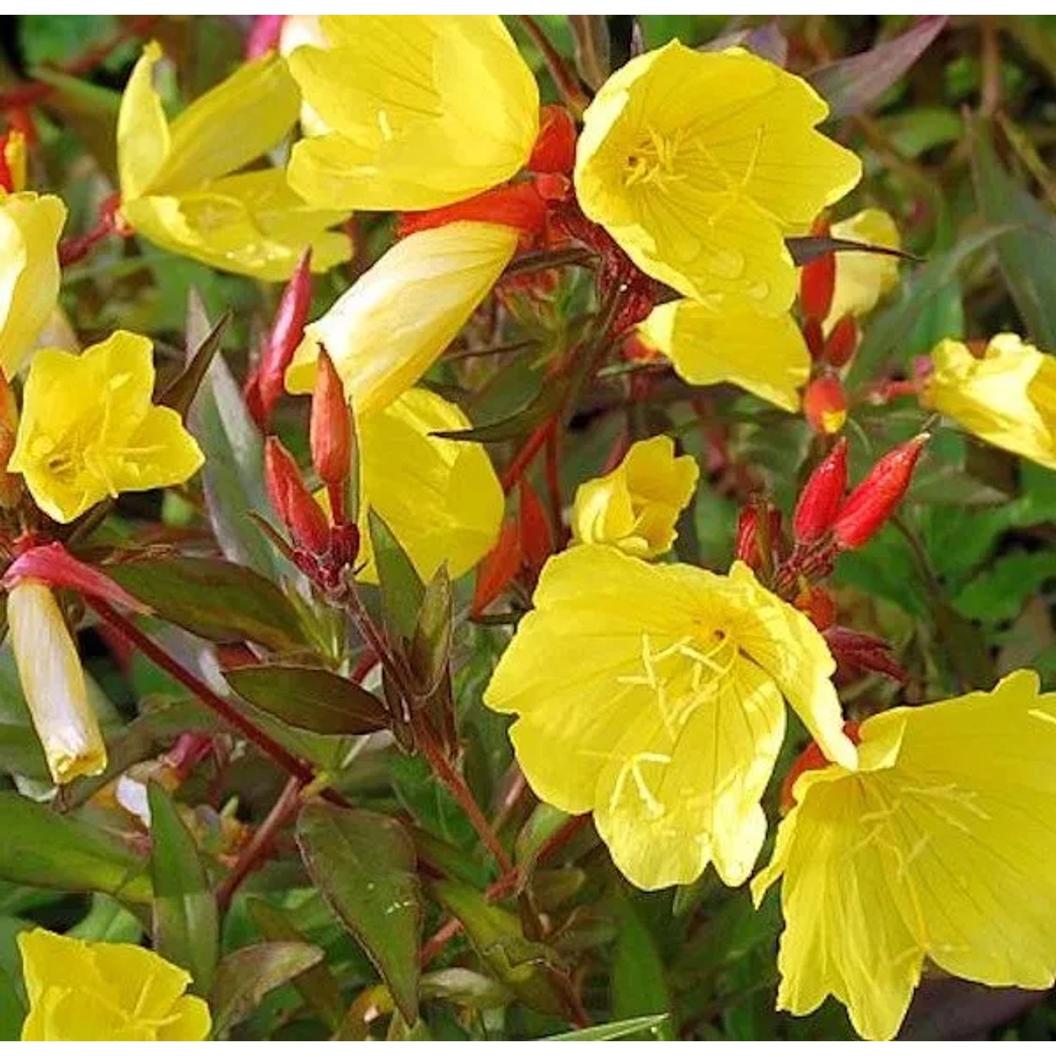 Nachtkerze Hohes Licht - Oenothera fruticosa