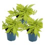 Set aus 3 hellgrünen Süßkartoffelpflanzen (Ipomoea batatas) im 12cm Topf für Beet und Balkon.