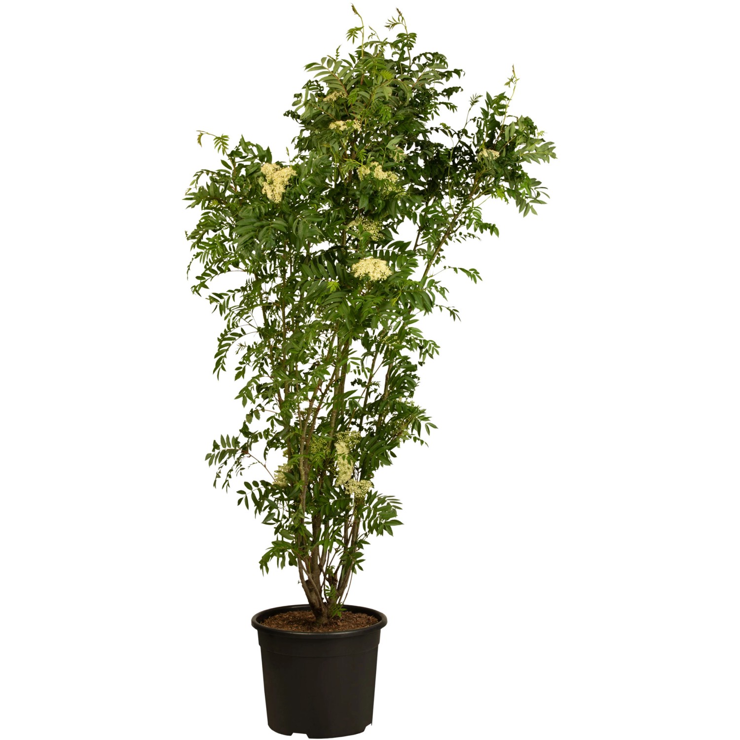 Vogelbeere Höhe ca. 40 - 60 cm Topf ca. 3 l Sorbus aucuparia