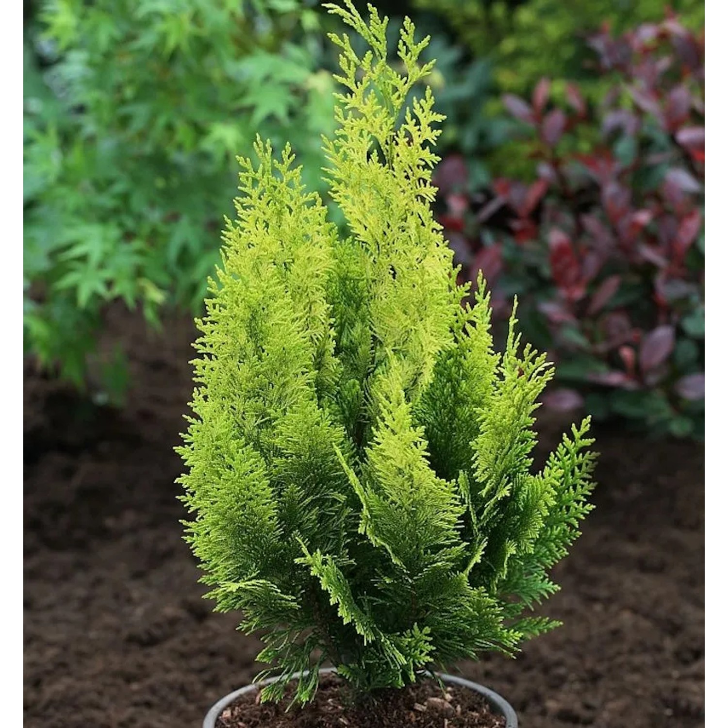 Gelbe Gartenzypresse Howarth Gold 80-100cm - Chamaecyparis,awsoniana