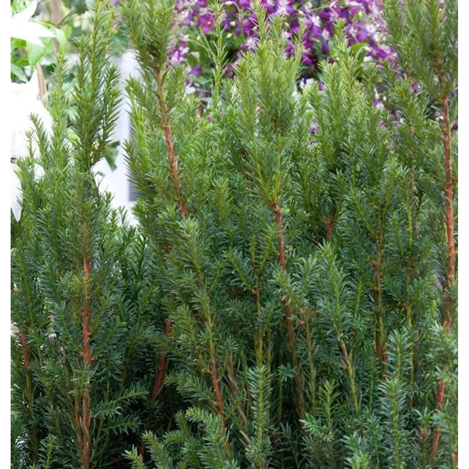 Becher Eibe Rising Star 20-25cm - Taxus media
