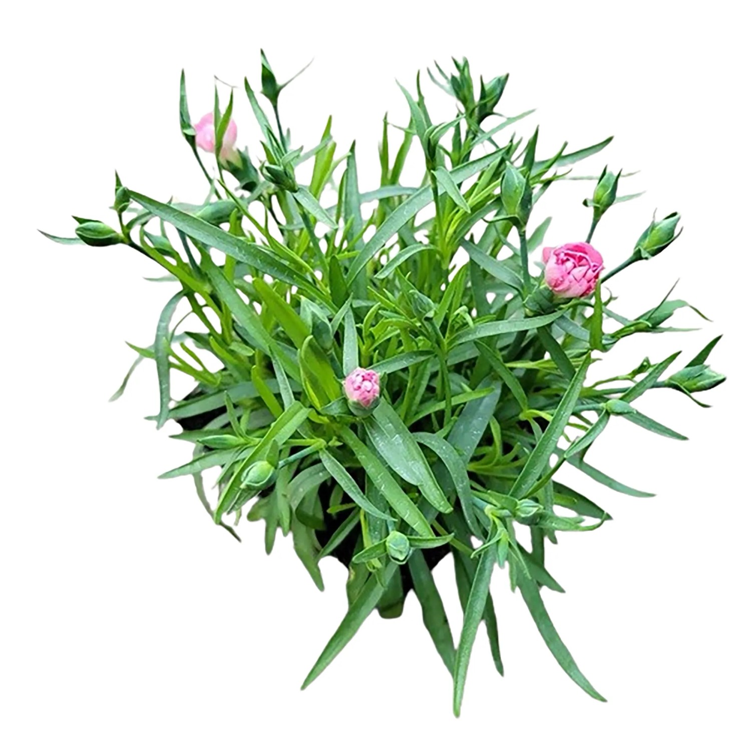 baobab zimmerpflanze kaufen Adenium baobab – Foliage Dreams main image 1
