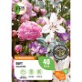 GROW by OBI Duft-Kollektion: Blumenzwiebeln mit rosa Pfingstrose, Lilie und Freesien.