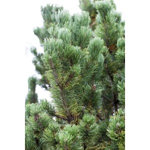 Detailaufnahme der Bergkiefer Pinus Mugo Picobello, 15–20 cm hoch, mit dichten, grünen Nadeln.