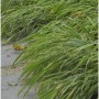 Japanisches Silberbandgras (Hakonechloa macra) im Topf, grüne Blätter mit silbernen Streifen.