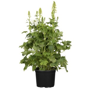 Rittersporn Weiß im Topf, ca. 19 cm Ø, Delphinium Staude mit weißen Blütenrispen.