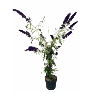 Baumfink Schmetterlingsflieder Black Knight als Topfpflanze 60-100cm