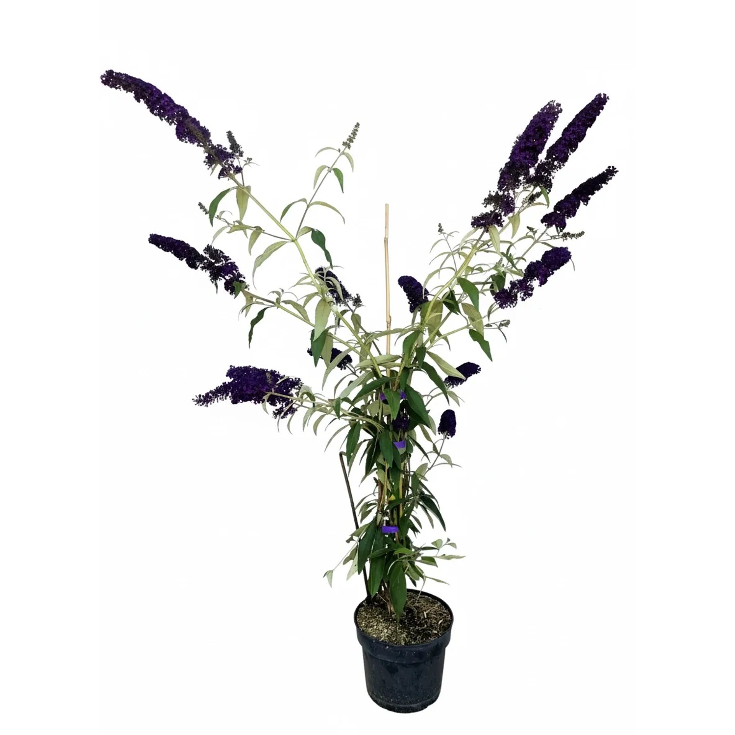 Baumfink Schmetterlingsflieder Black Knight als Topfpflanze 60-100cm