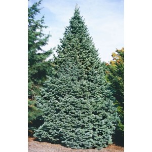 Kompakte, silbrig-blaue Kompakte Tanne (Abies Lasiocarpa Compacta), 40-50 cm hoch.