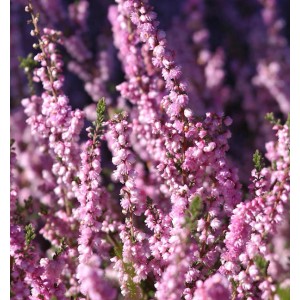Nahaufnahme der rosa Blüten der Besenheide Peter Sparkes (Calluna vulgaris).