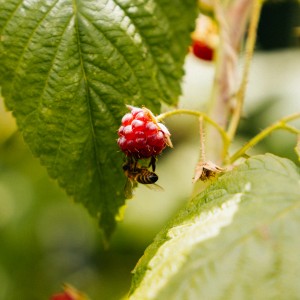 Nahaufnahme einer roten GROW by OBI Himbeere Schönemann mit Biene auf grünem Blatt.