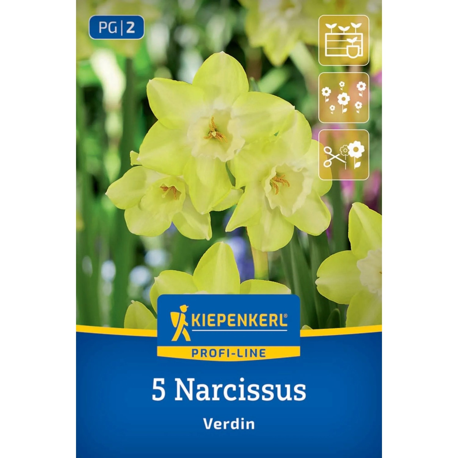 Kiepenkerl Blumenzwiebel Profi-Line Narzisse Verdin 5 Stück