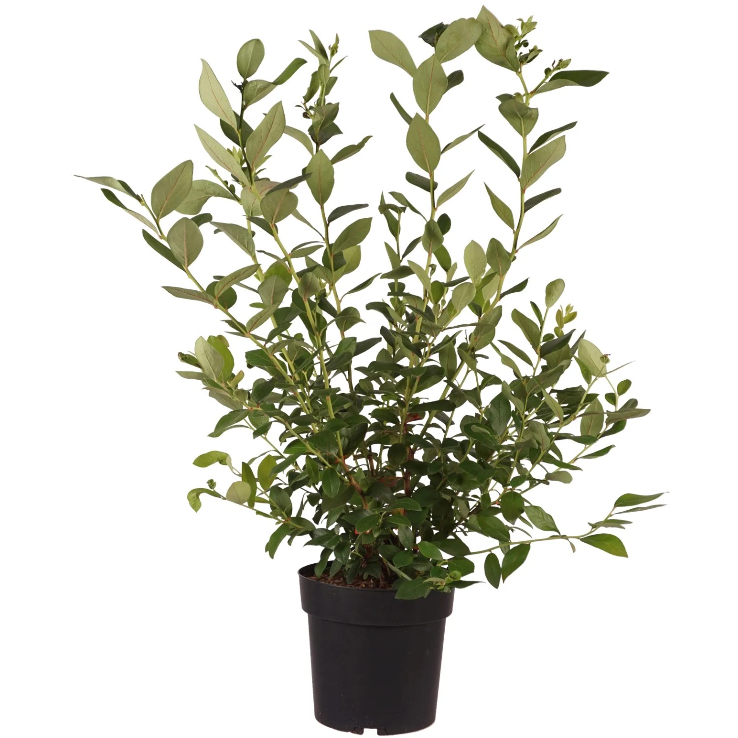 Heidelbeere "Goldtraube" Höhe ca. 50 cm Topf ca. 6 l Vaccinium corymb.