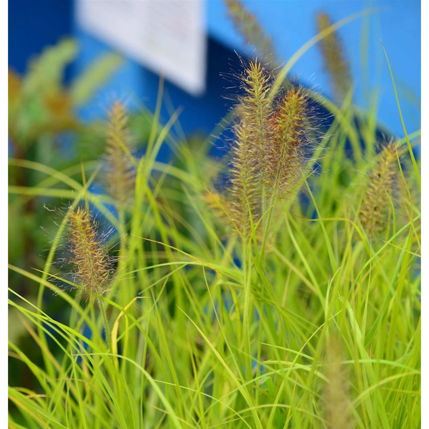 Lampenputzergras Hameln Gold - großer Topf - Pennisetum alopecuroides günstig online kaufen