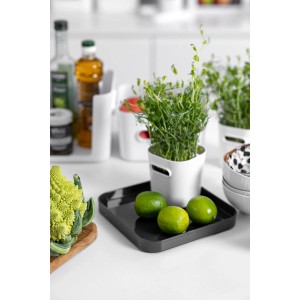 SmartStore Compact Square Aufbewahrungsbox mit grauem Deckel, mit Limetten und Pflanze dekoriert.