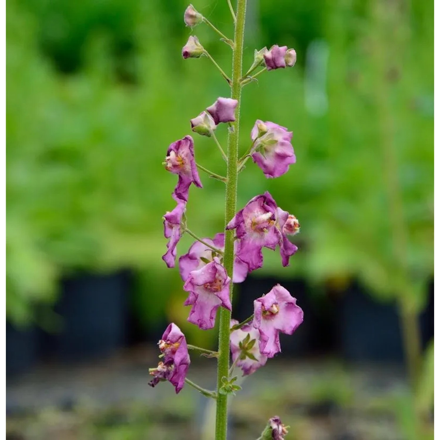 Phönizische Königskerze Rosetta - Verbascum phoeniceum
