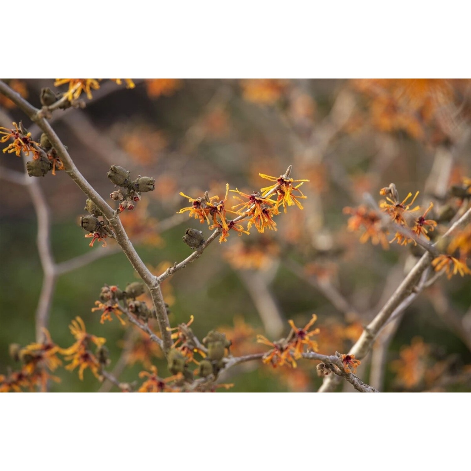 Hamamelis Intermedia Aphrodite Zaubernuss Orange Blüten 50–60 cm günstig online kaufen