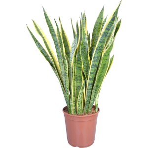 Laurentii Sukkulente (Sansevieria trifasciata) im Topf, ca. 24 cm Ø.
