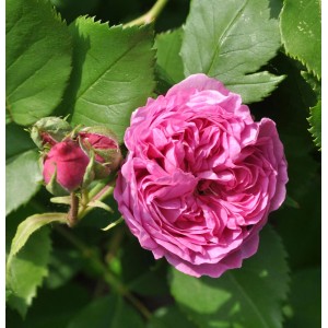 Nahaufnahme einer rosa Bourbonrose La Reine Victoria mit Knospe und grünen Blättern.