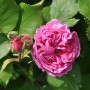 Nahaufnahme einer rosa Bourbonrose La Reine Victoria mit Knospe und grünen Blättern.